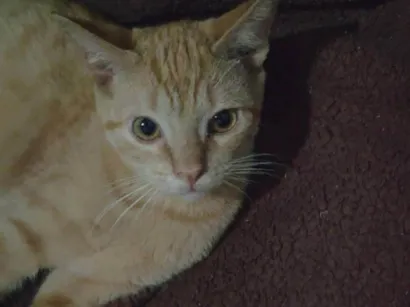 Gato raça SRD-ViraLata idade 7 a 11 meses nome Solano 