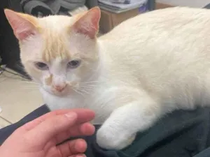 Gato raça Siamês idade 1 ano nome Tapioca 