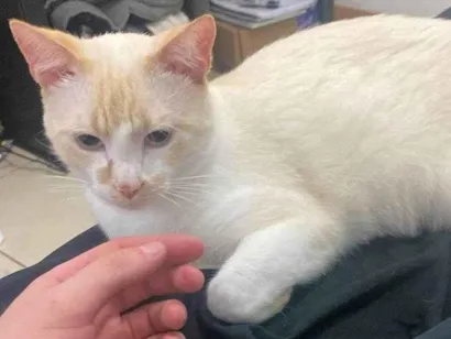 Gato raça Siamês idade 1 ano nome Tapioca 