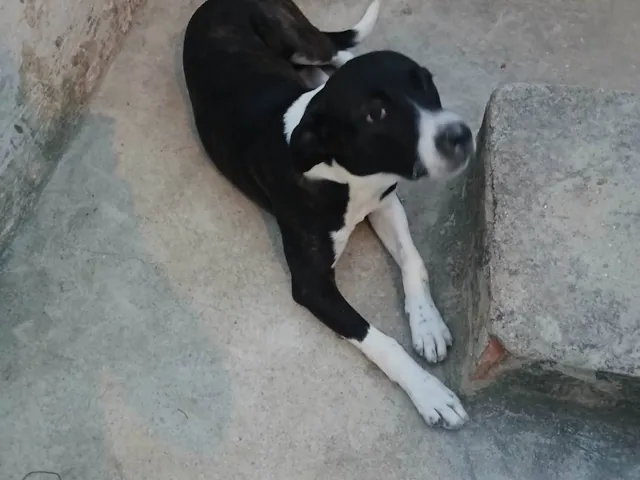 Cachorro raça SRD-ViraLata idade 2 a 6 meses nome Luna