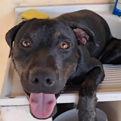 Cachorro ra a SRD-ViraLata idade 1 ano nome Dustin