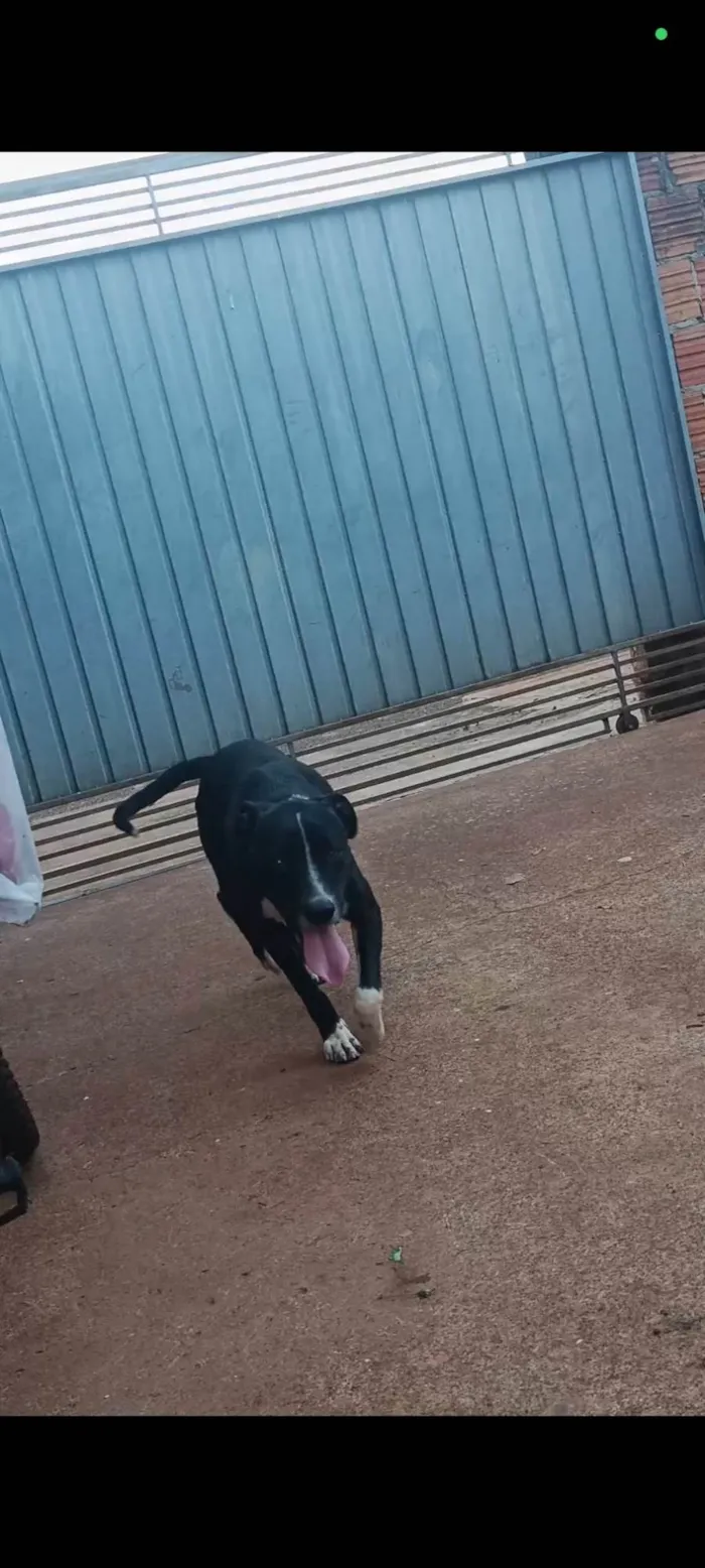 Cachorro ra a Pit-Bull idade 1 ano nome Logan