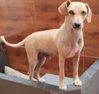 Cachorro ra a SRD-ViraLata idade 2 anos nome Dudu 