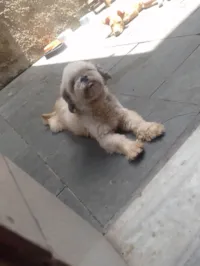 Cachorro ra a Shitzu idade 3 anos nome Bradoque