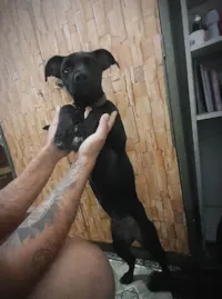 Cachorro ra a SRD-ViraLata idade 7 a 11 meses nome Nix