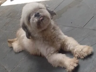 Cachorro ra a Shitzu idade 3 anos nome Bradoque