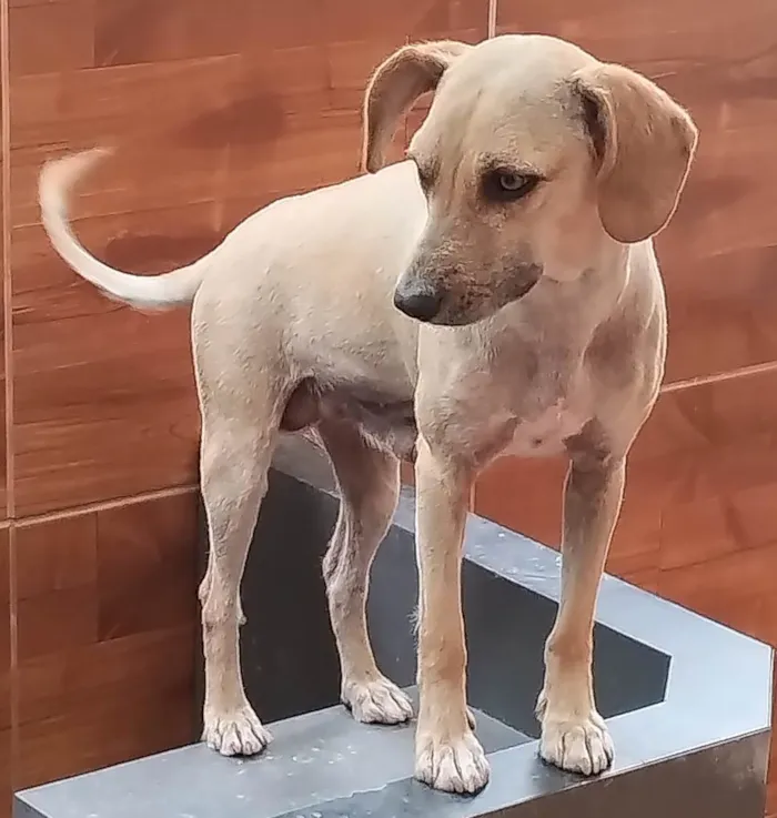 Cachorro ra a SRD-ViraLata idade 2 anos nome Dudu 