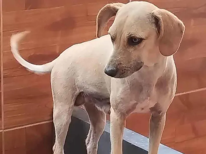 Cachorro ra a SRD-ViraLata idade 2 anos nome Dudu 