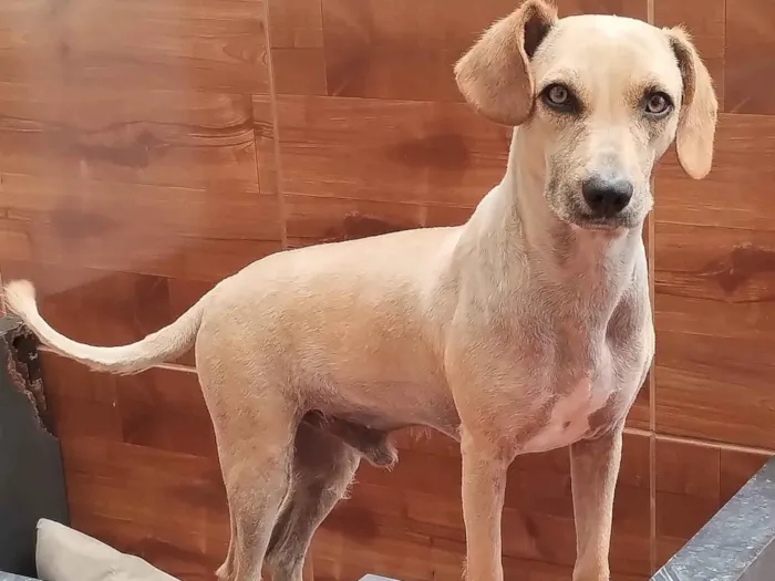 Cachorro ra a SRD-ViraLata idade 2 anos nome Dudu 