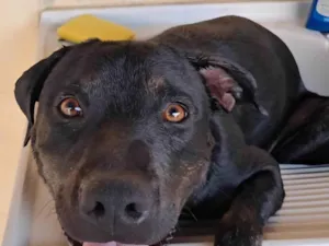 Cachorro raça SRD-ViraLata idade 1 ano nome Dustin