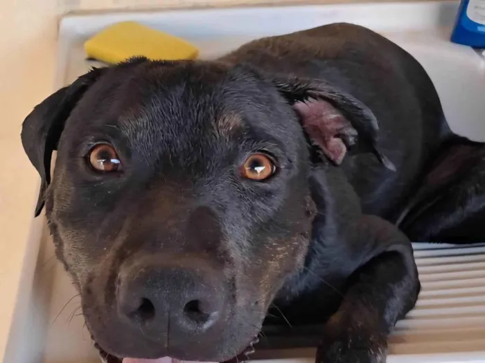 Cachorro ra a SRD-ViraLata idade 1 ano nome Dustin