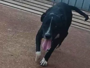 Cachorro raça Pit-Bull idade 1 ano nome Logan
