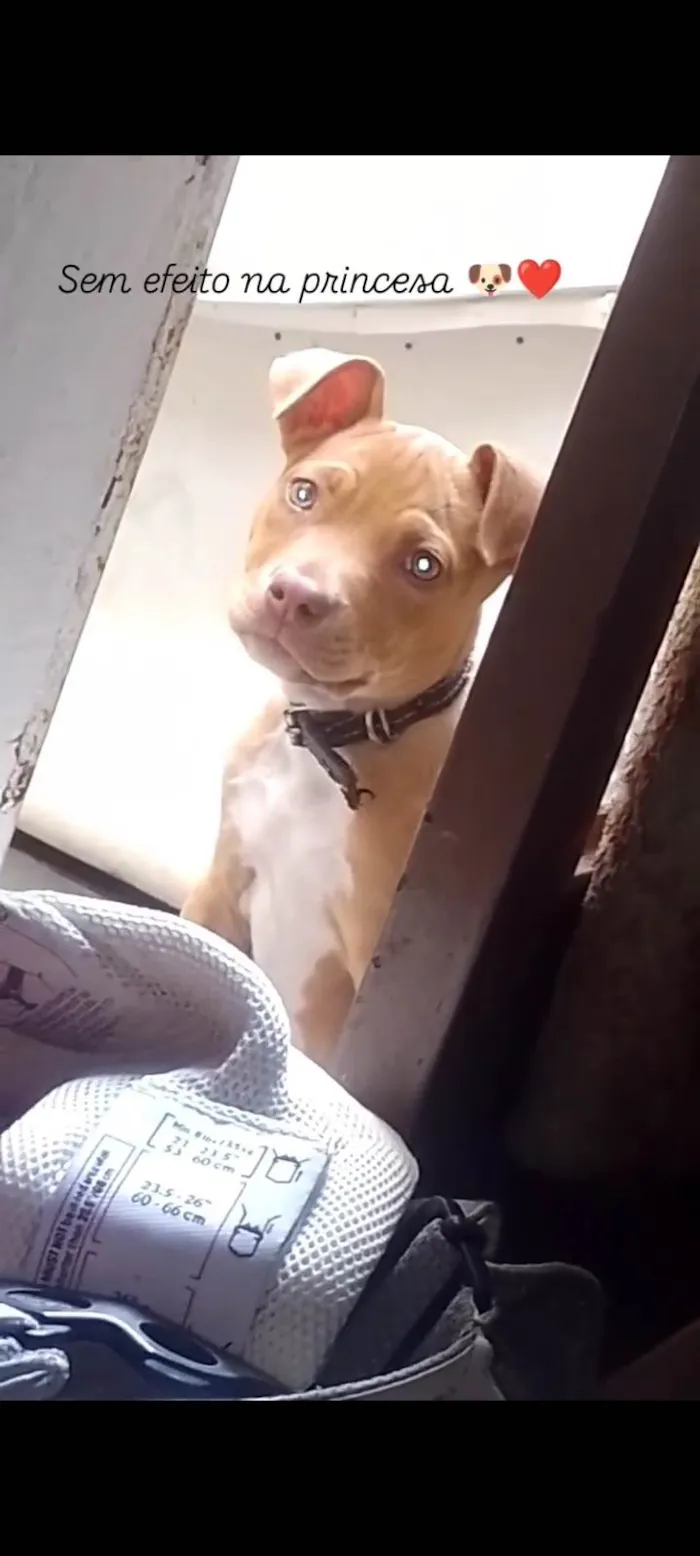 Cachorro ra a Pit-Bull idade 2 a 6 meses nome Nala