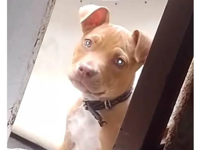 Cachorro ra a Pit-Bull idade 2 a 6 meses nome Nala