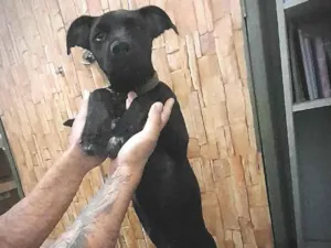 Cachorro raça SRD-ViraLata idade 7 a 11 meses nome Nix