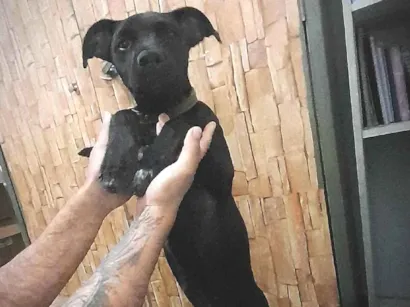 Cachorro raça SRD-ViraLata idade 7 a 11 meses nome Nix
