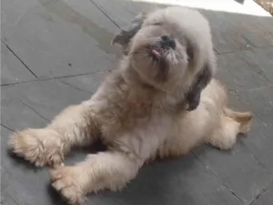 Cachorro ra a Shitzu idade 3 anos nome Bradoque