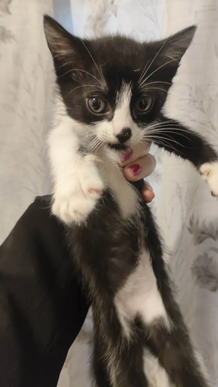 Gato ra a SRD-ViraLata idade 2 a 6 meses nome Sem nome 