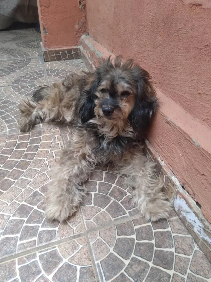 Cachorro ra a SRD-ViraLata idade 5 anos nome Mél