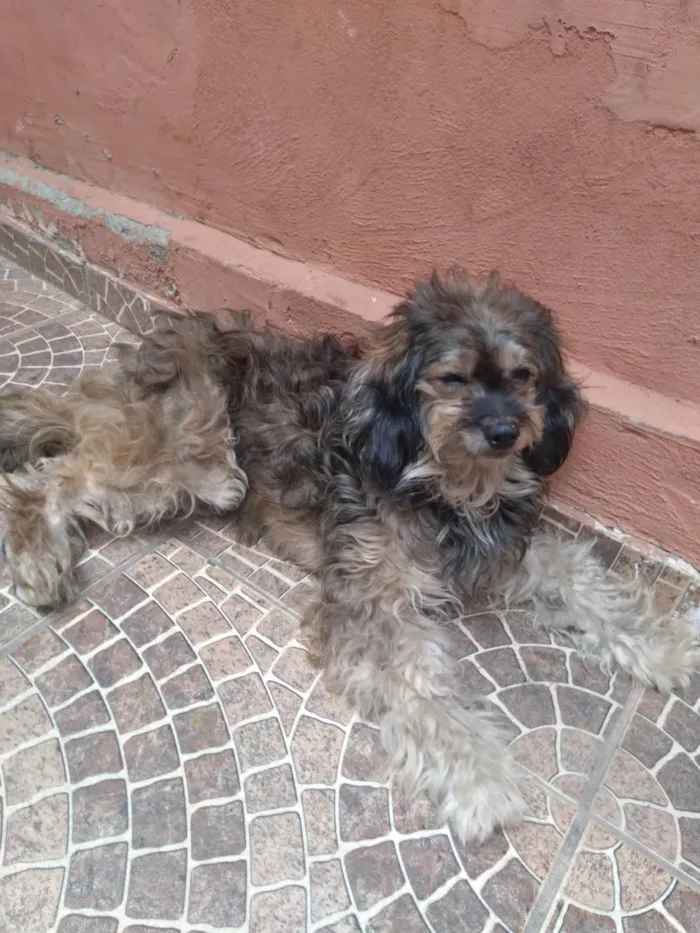 Cachorro ra a SRD-ViraLata idade 5 anos nome Mél