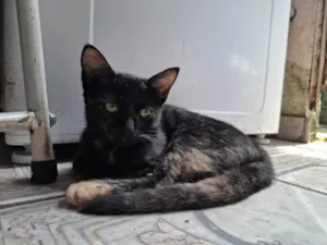 Gato ra a SRD-ViraLata idade 2 a 6 meses nome Pretinha 