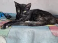 Gato ra a SRD-ViraLata idade 2 a 6 meses nome Pretinha 