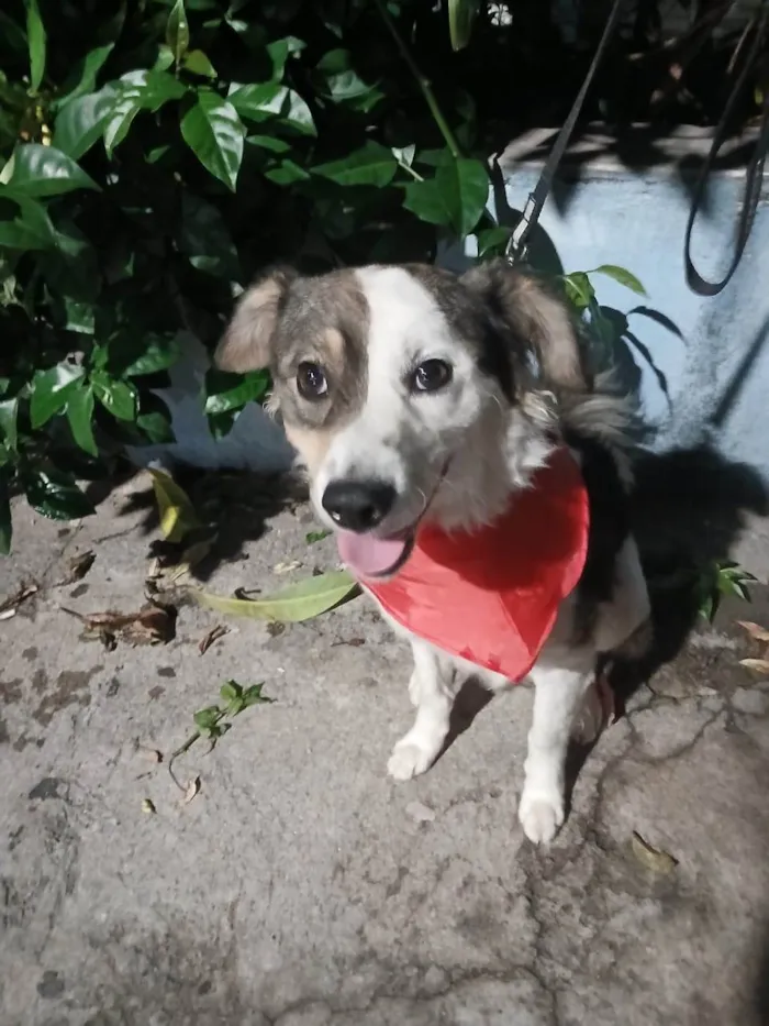 Cachorro ra a SRD-ViraLata idade 1 ano nome Rex