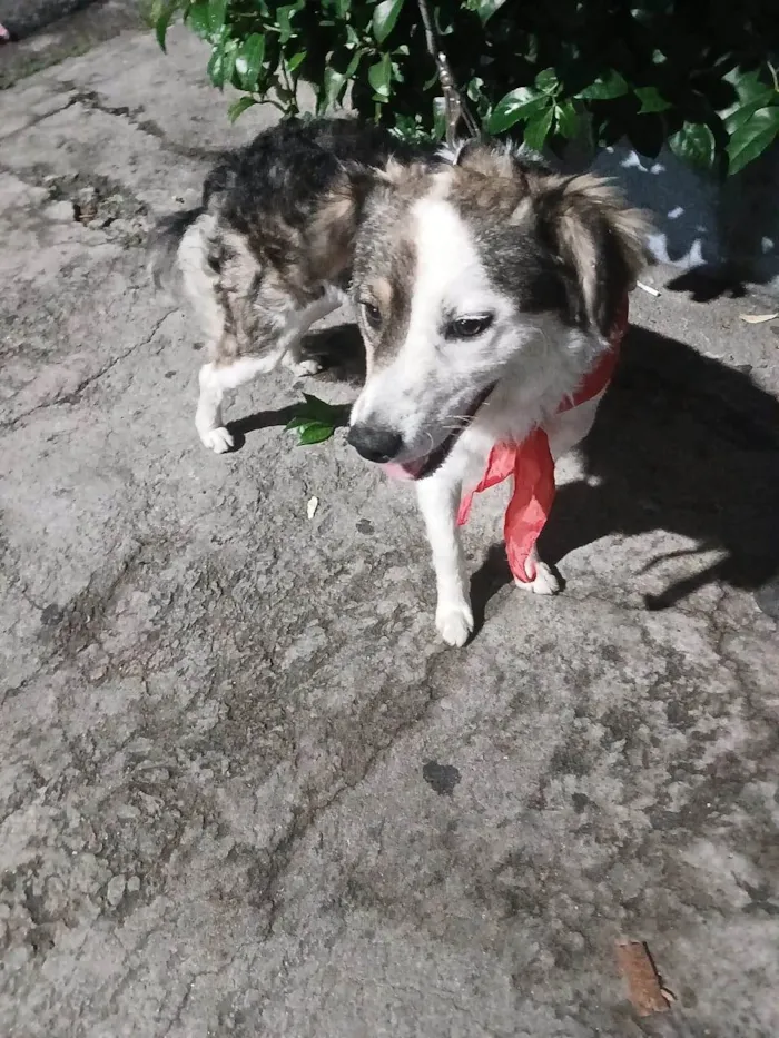 Cachorro ra a SRD-ViraLata idade 1 ano nome Rex