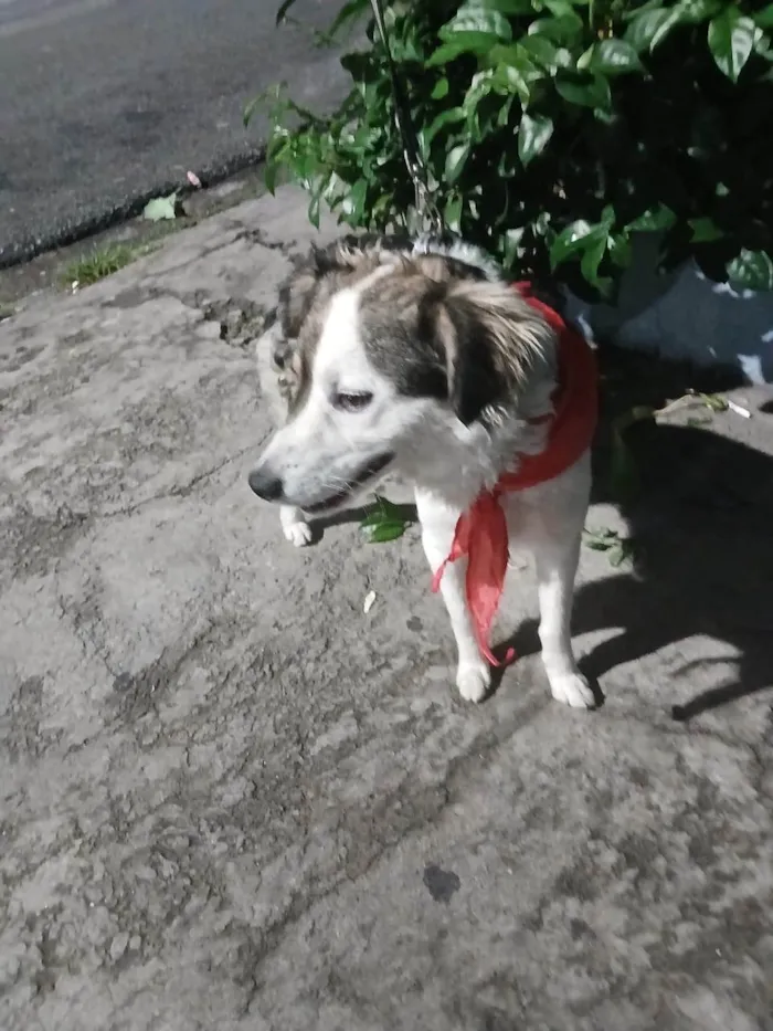 Cachorro ra a SRD-ViraLata idade 1 ano nome Rex