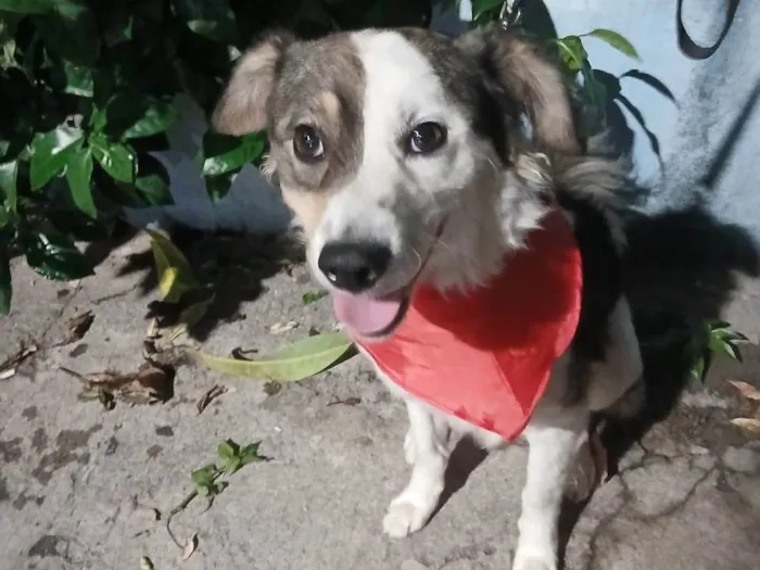 Cachorro ra a SRD-ViraLata idade 1 ano nome Rex