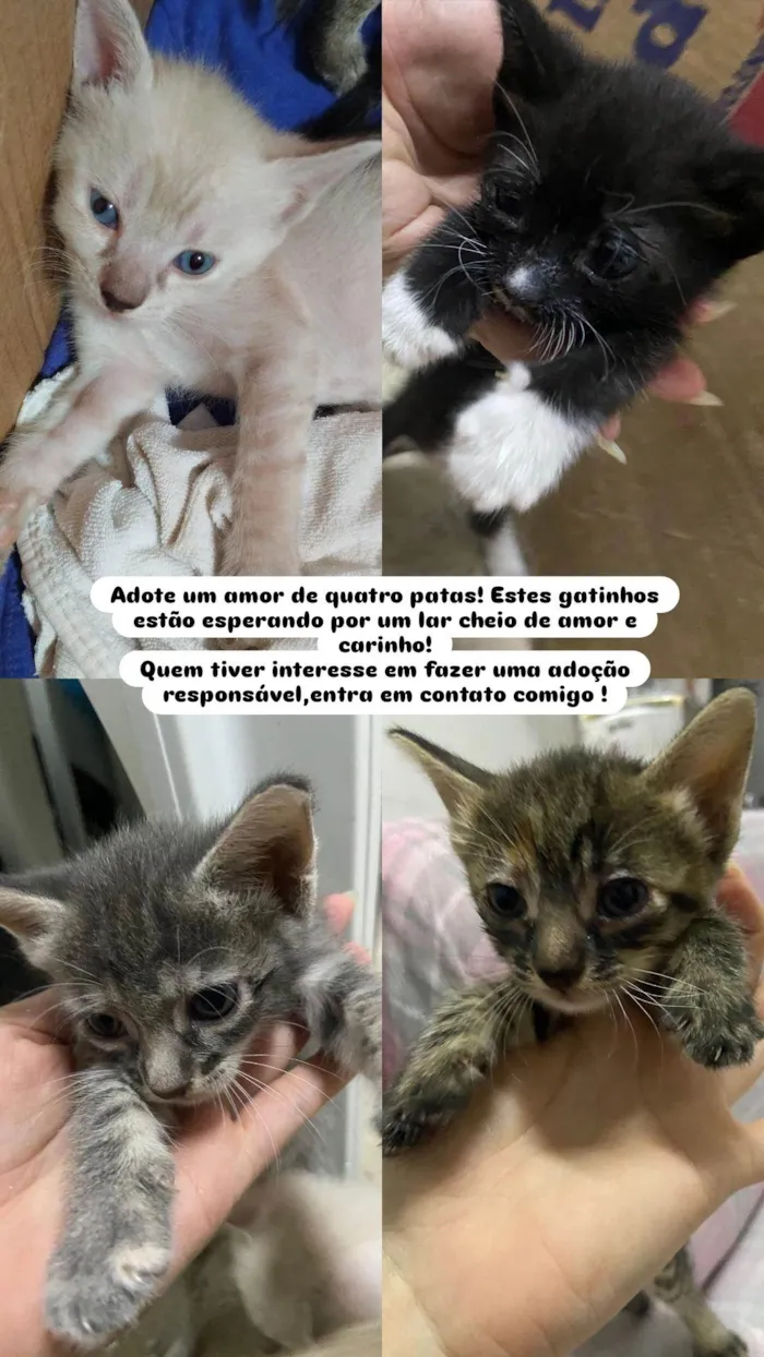 Gato ra a SRD-ViraLata idade Abaixo de 2 meses nome Elsa,nina, Pandora,felina e felícia 