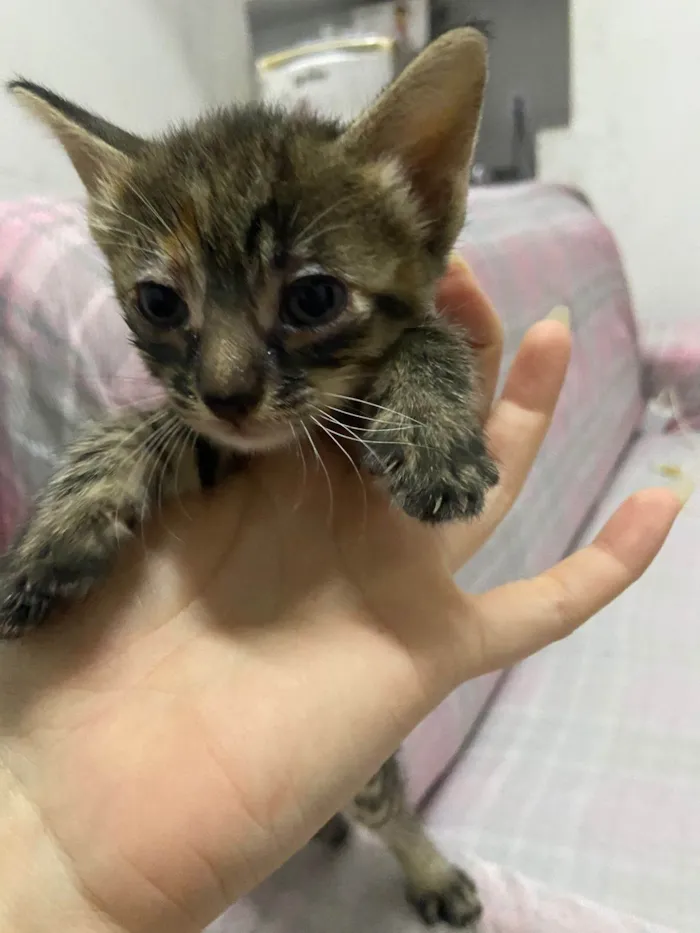 Gato ra a SRD-ViraLata idade Abaixo de 2 meses nome Elsa,nina, Pandora,felina e felícia 