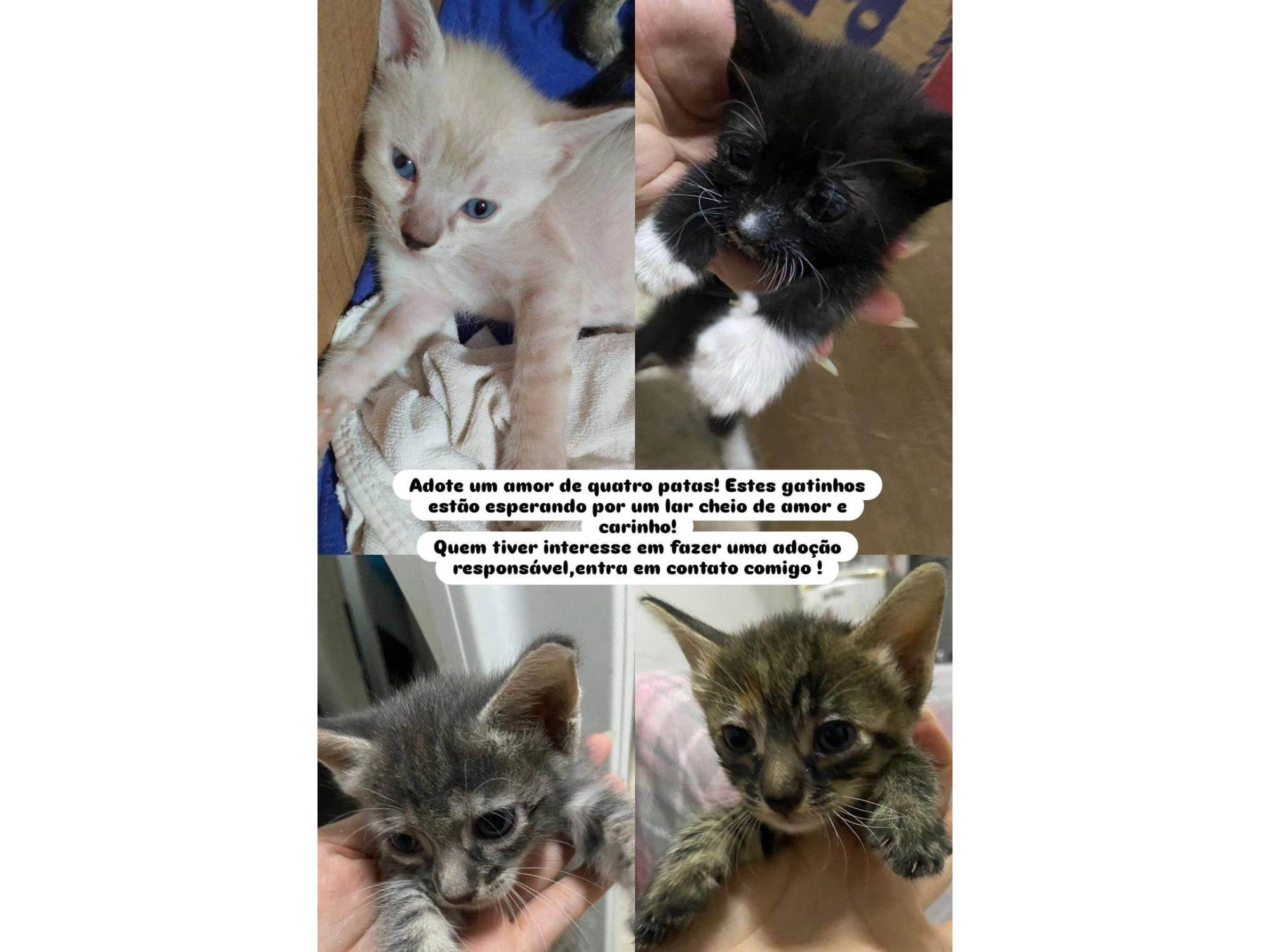 Gato ra a SRD-ViraLata idade Abaixo de 2 meses nome Elsa,nina, Pandora,felina e felícia 