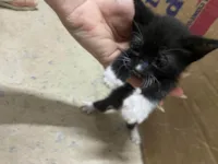 Elsa,nina, Pandora,felina e felícia