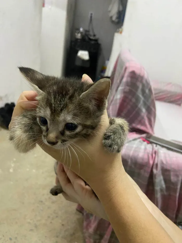 Gato ra a SRD-ViraLata idade Abaixo de 2 meses nome Elsa,nina, Pandora,felina e felícia 