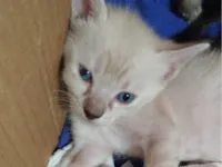 Gato raça SRD-ViraLata idade Abaixo de 2 meses nome Elsa,nina, Pandora,felina e felícia 