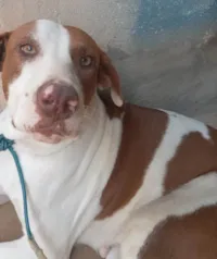 Cachorro ra a Pit-Bull idade 2 anos nome Sheyla