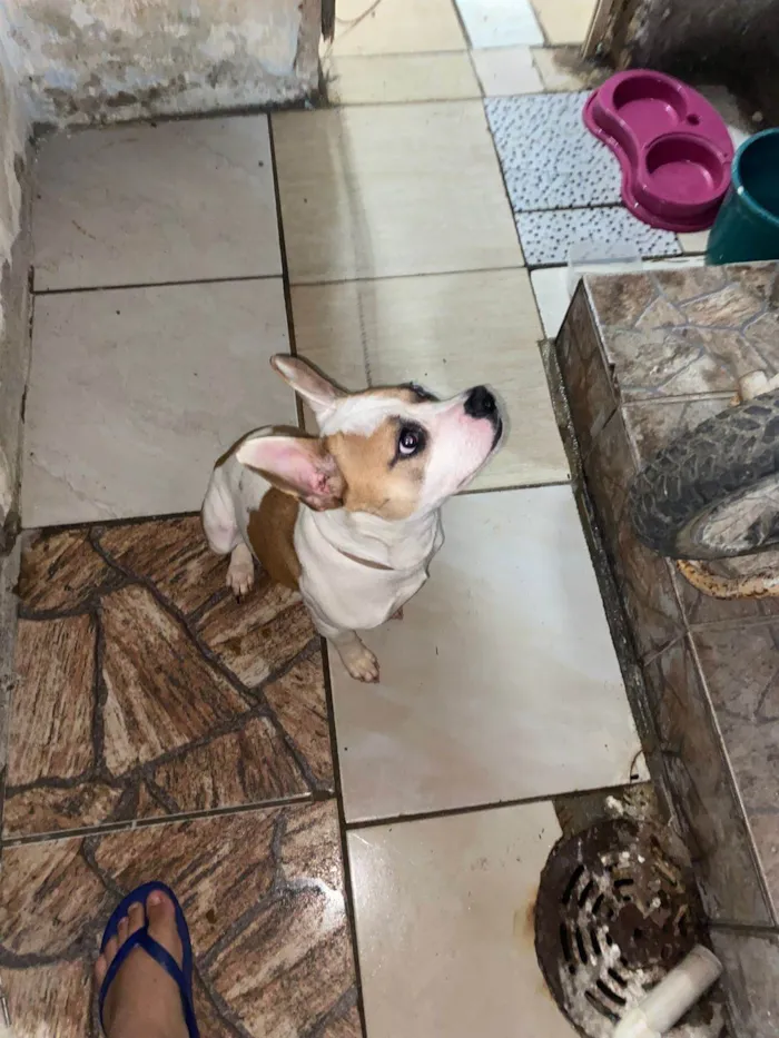 Cachorro ra a SRD-ViraLata idade 1 ano nome Anita
