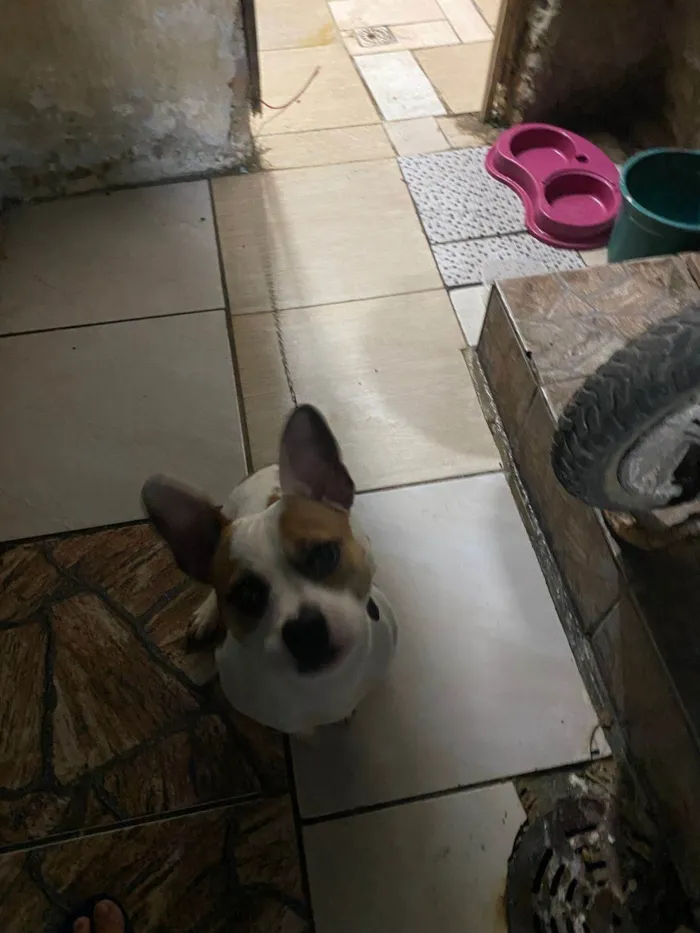 Cachorro ra a SRD-ViraLata idade 1 ano nome Anita