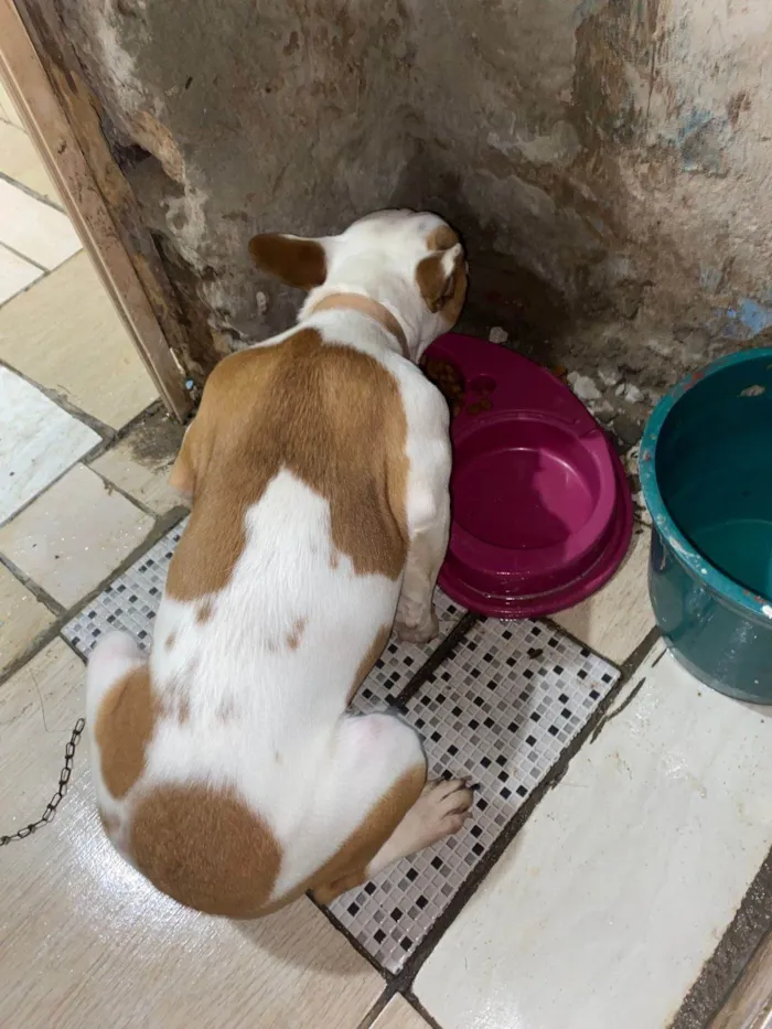 Cachorro ra a SRD-ViraLata idade 1 ano nome Anita
