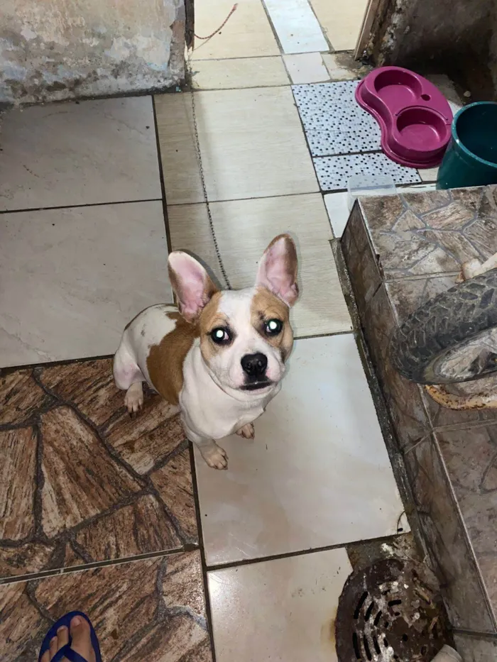 Cachorro ra a SRD-ViraLata idade 1 ano nome Anita