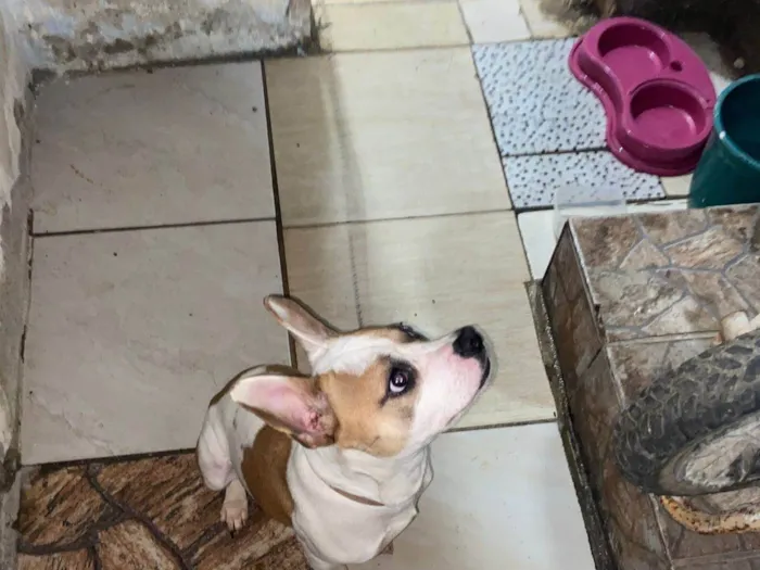 Cachorro ra a SRD-ViraLata idade 1 ano nome Anita