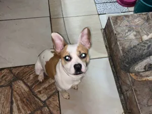 Cachorro raça SRD-ViraLata idade 1 ano nome Anita