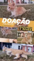 Gato ra a SRD-ViraLata idade 2 a 6 meses nome Não possui