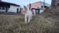 Gato ra a SRD-ViraLata idade 2 a 6 meses nome Não possui