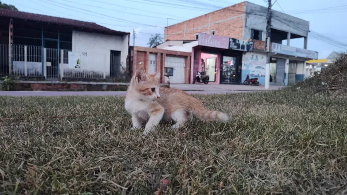 Gato ra a SRD-ViraLata idade 2 a 6 meses nome Não possui