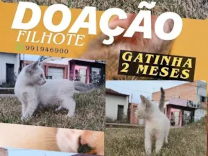 Gato raça SRD-ViraLata idade 2 a 6 meses nome Não possui