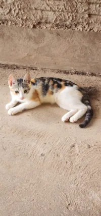 Gato ra a SRD-ViraLata idade 2 a 6 meses nome Não tem nome 