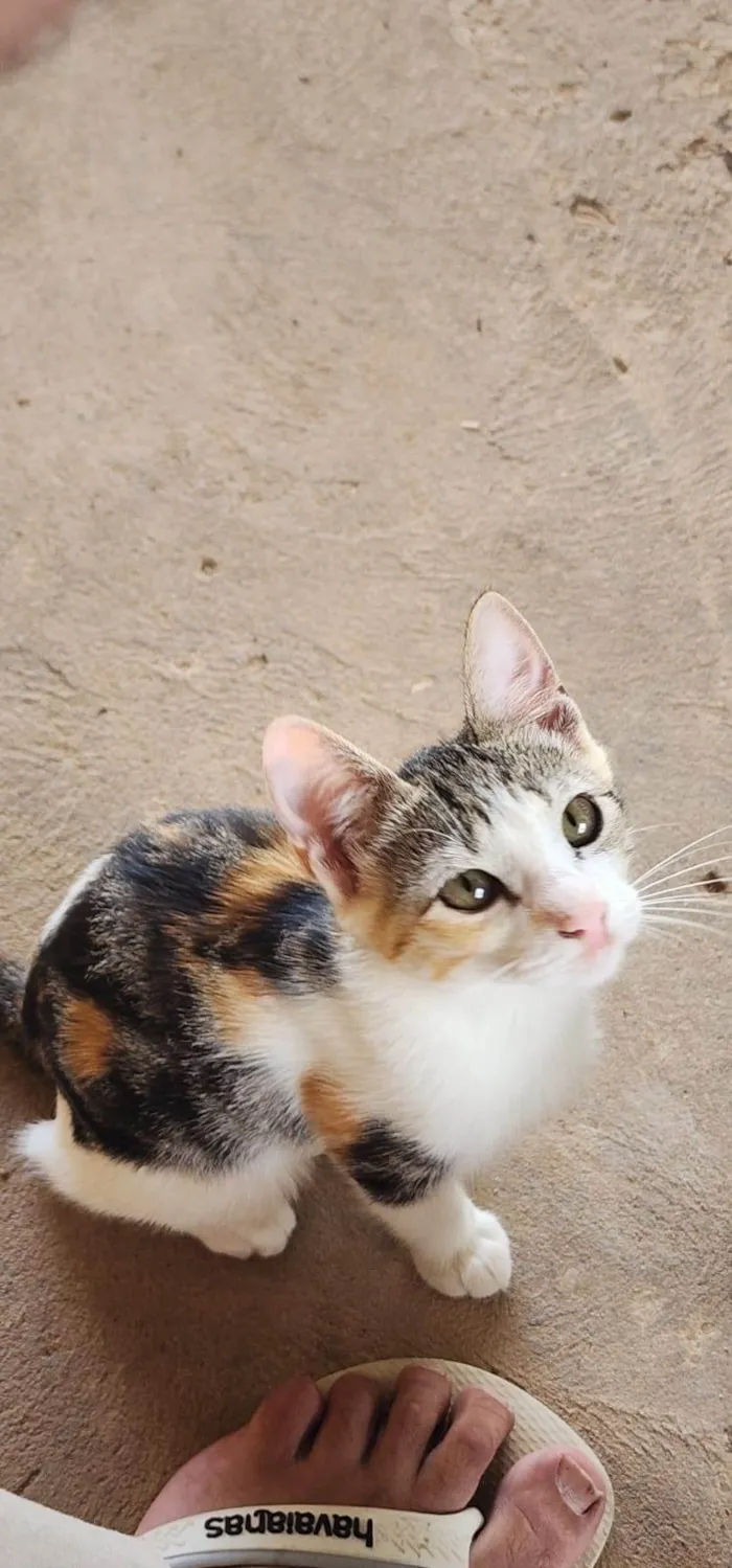 Gato ra a SRD-ViraLata idade 2 a 6 meses nome Não tem nome 