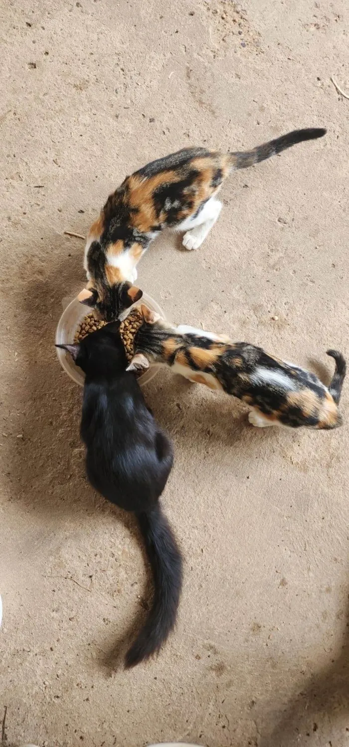 Gato ra a SRD-ViraLata idade 2 a 6 meses nome Não tem nome 